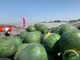 普特丽